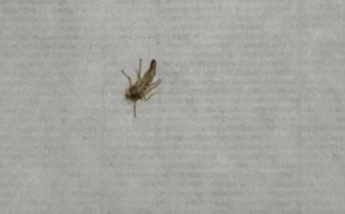 д���ӵ�����