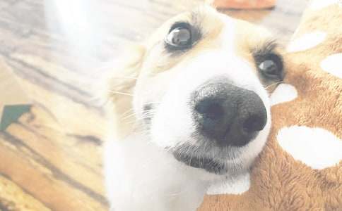 С��������300�ֽ���4ƪ