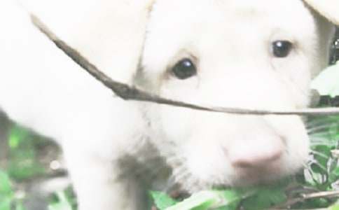 ��ȤС�����Ļ��ʮƪ