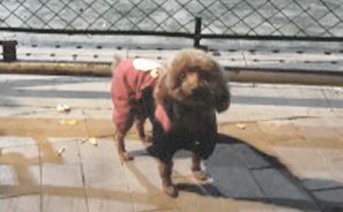 �ɰ���С��������300�ֽ���9ƪ