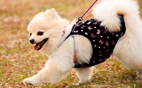 ����С��������300�ֻ��7ƪ