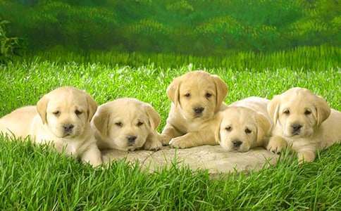 ��ѡ��ϲ��С��������300�ֺϼ�6ƪ