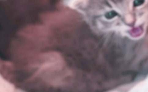 ��ѡдСè���������300����ƪ