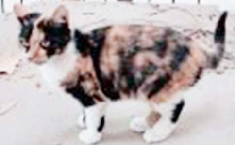 ��������Сè������300�ְ�ƪ