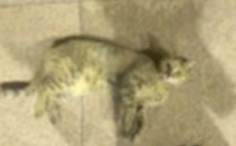 ������������Сè������300�ֻ���ʮƪ