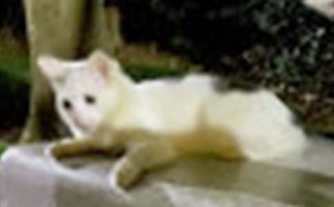 ��ѡдСè���������300��4ƪ