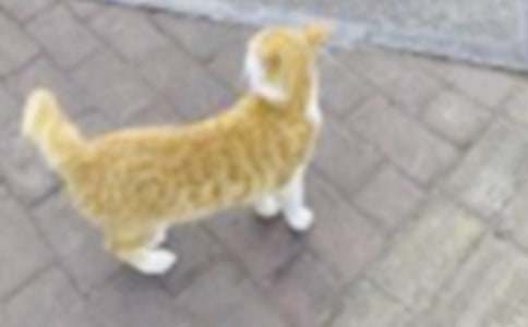 ��������Сè������300����ƪ