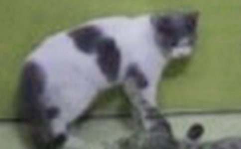 �й�����Сè������300�ֽ�����ƪ