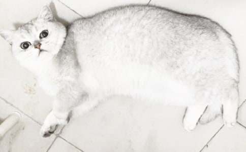 ���Ƽ�������Сè������300����ƪ