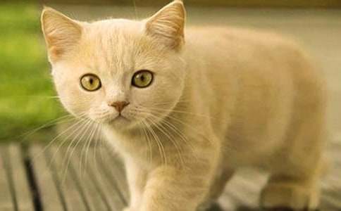 ���Ƽ�������Сè������300�ֻ�����ƪ