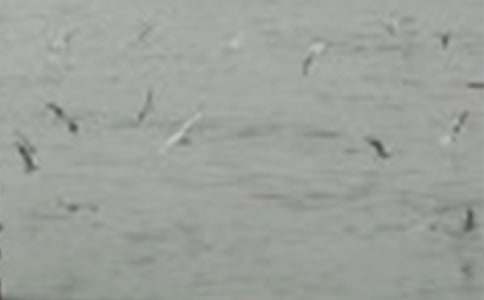 �μ�С����ʺ