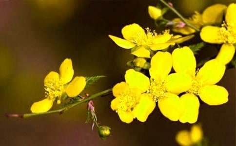 ӭ�������ģ���ѡ��