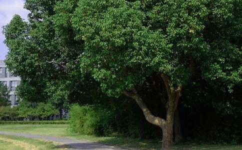 ��ѡ��ܰ���簲QQ�ʺ��Ｏ��31��