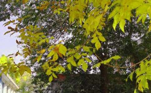 ��̵���ܰ���簲΢���ʺ�������66��