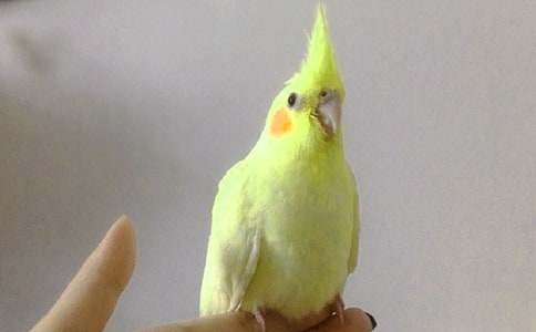 (��ѡ)��Ƥ��������