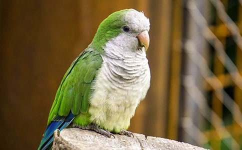 我家的虎皮鹦鹉作文