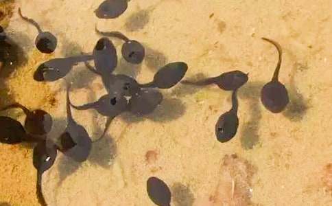 ��������ģ��Ƽ���