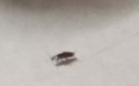 �μ��ö����